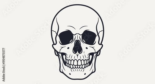 Human Skull Illustration Front View Black White.