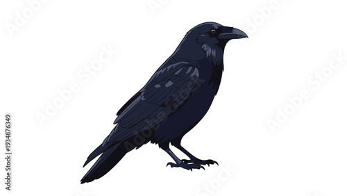 Majestic black raven or crow stands alert against a white background, displaying detailed dark feathers and sharp features.
