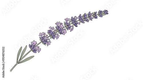 Elegant sprig of purple lavender flowers with green leaves is isolated on a clean white background for botanical design.