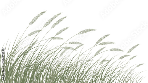 Tall blades of wild grass or wheat sway gracefully in the wind against a plain white background, capturing a peaceful nature vibe.