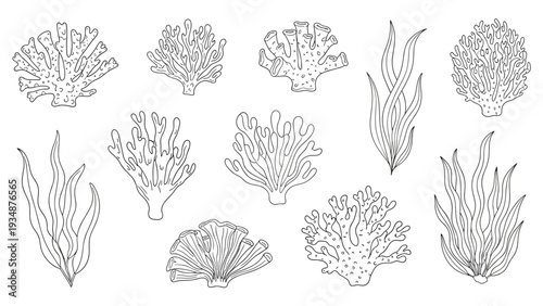 Collection of hand drawn seaweed and coral sketches provides diverse marine botanical elements for coastal and nautical designs.