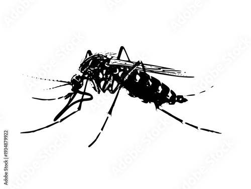 mosquito isolated on white