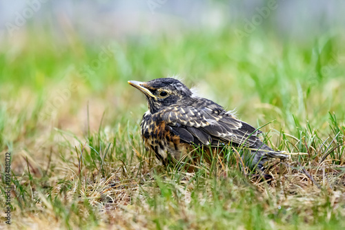 Obraz na płótnie Fluffy juvenile American robin is sitting in green grass of the lawn after learning to fly in summer