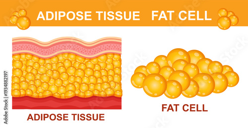 Adipose tissue fat cell, skin layer anatomy structure. Human body lipid fatty epidermis. Weight loss, adiposity overweight. Cellulite, wrinkle medical treatment. Diet food. Healthy metabolism. Vector