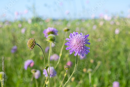Cute bright purple wildflowers of Knautia arvensis (field scabious) are blooming on thin stems with leaves in the green summer field.