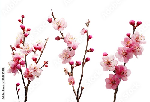 Three flowering branches with pink blossoms and buds isolated on white