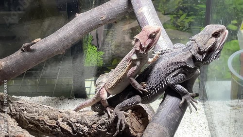 Eine Bartagame im Terarium.