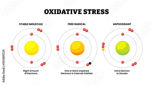 Types of oxidative stress molecule types. Stable molecule, free radical and antioxidant. Atom structure. Antioxidant is a molecule that donates an extra electron. Microbiology science illustration.