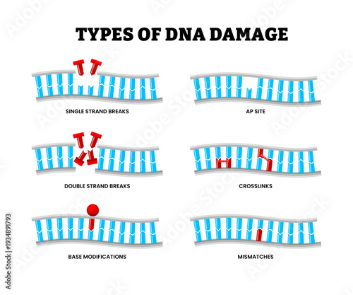 Different types of DNA Damage types. Genetic mutation. Genomic Instability. Single and double strand breaks, AP Site, crosslinks, base modifications, mismatches. Chromosomal instability illustration.
