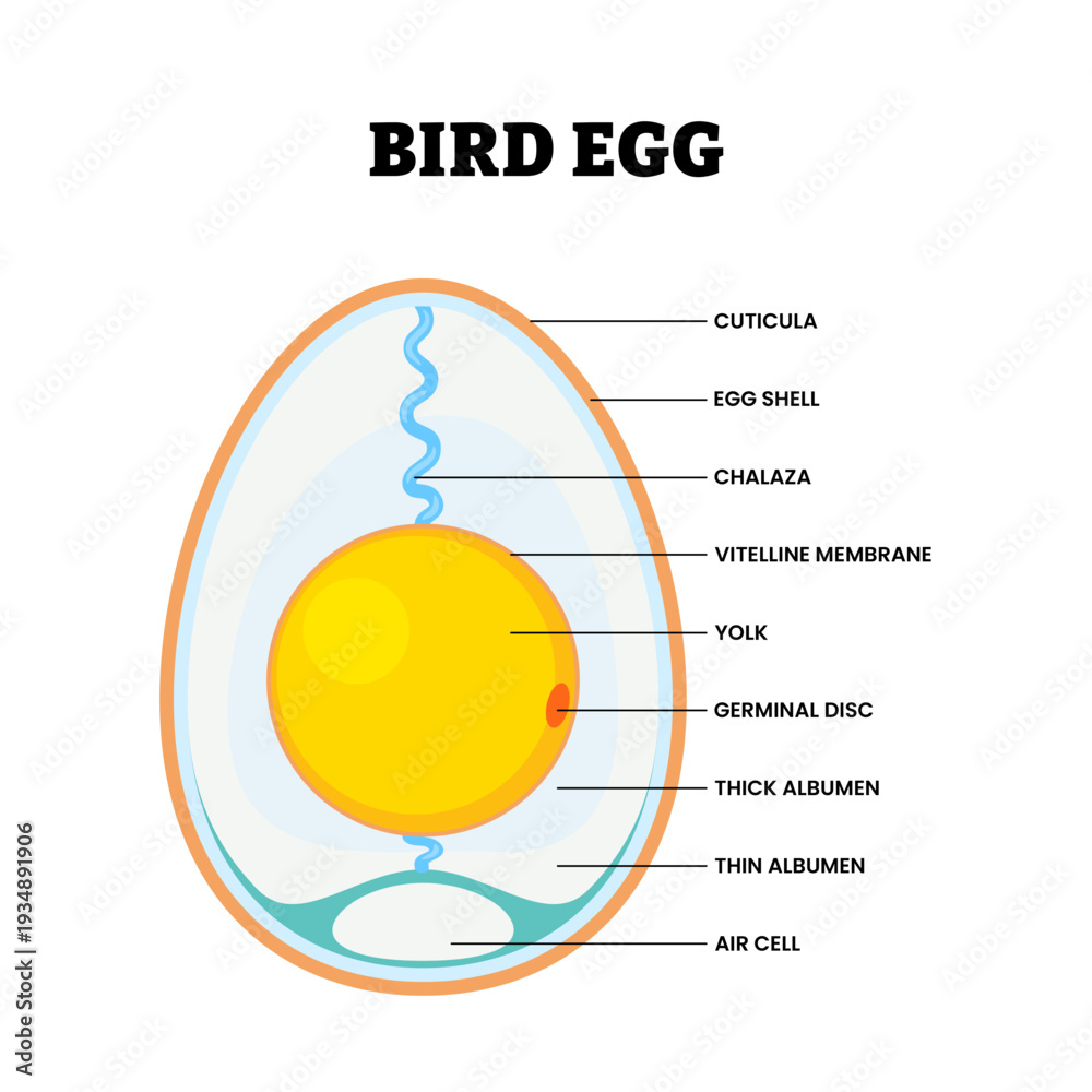 Fotografie Chicken egg anatomy