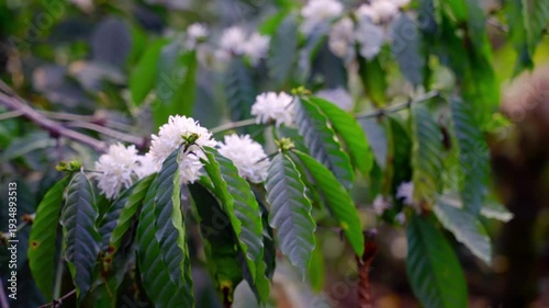 The beauty of coffee tree flower