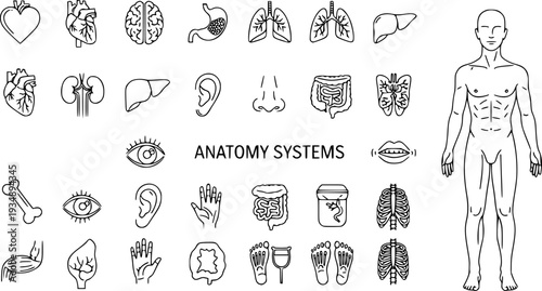 
Human Body Anatomy Thin Line Icons-Anatomy Organs Body Parts Physiological Systems Medical-Editable Stroke Vector Icon Set - Body Icons
