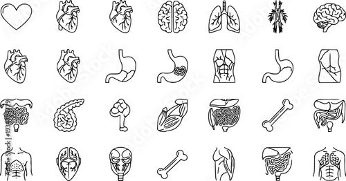 Human Body Anatomy Thin Line Icons-Anatomy Organs Body Parts Physiological Systems Medical-Editable Stroke Vector Icon Set - Body Icons
