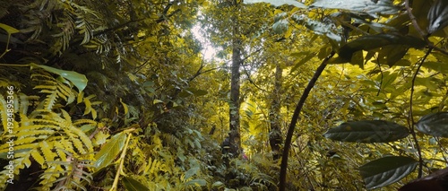 Wide-angle shot of a deep tropical forest environment showcasing thick undergrowth and tall jungle trees.