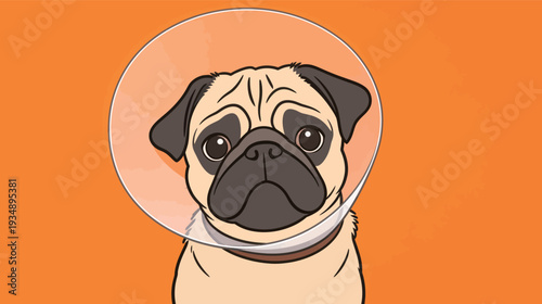 A pug with a cone collar sits against a bright orange background and looks directly at the viewer. The dog appears calm and curious.