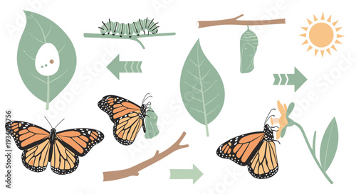 Illustration of a Monarch Butterfly Life Cycle from Egg to Adult on Leaves and Branches with Sunlight