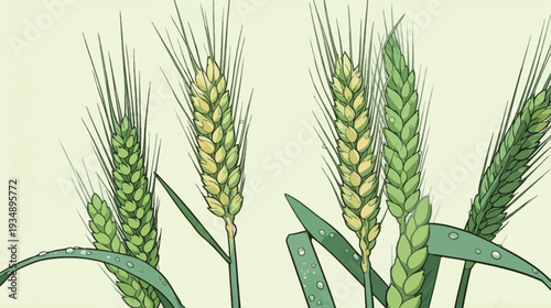 Wheat plants show different growth stages with green heads and leaves in a sunny field. Water droplets rest on the plants.