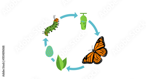 The life cycle of a monarch butterfly from egg to adult, a transformation process depicted through various stages of growth and metamorphosis