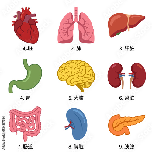 Human internal organs anatomical collection with heart lungs liver stomach brain kidneys intestines spleen and pancreas for medical education and science