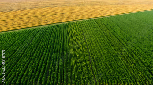 Grain field, Flevoland province, The Netherlands