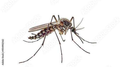 A mosquito on a white background isolated on transparent background