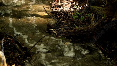 Running water in a creek at Mount Coot-tha in Brisbane.