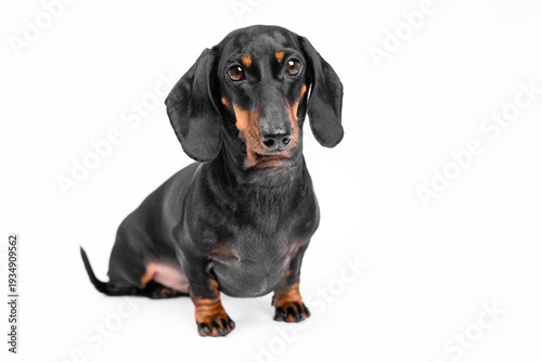 A black and tan dachshund dog sitting on a white background with a relaxed posture, ears flopped down and head slightly tilted in a calm and composed manner