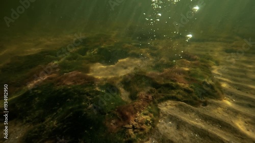 Cyanobacteria producing oxygen in an iron-rich sea