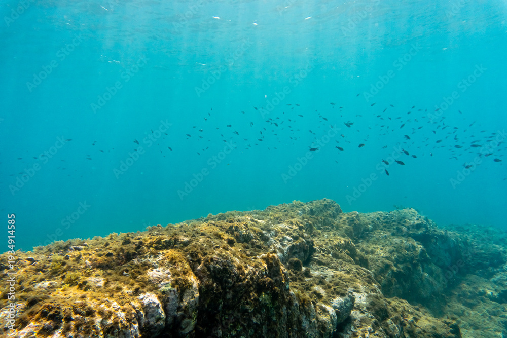 Obraz premium A school of small reef fish swimming over a rocky volcanic seabed in the clear waters of Príncipe Island, São Tomé and Príncipe.