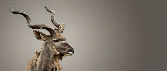 Majestic kudu antelope with spiral horns in profile against neutral background for wildlife photography and nature design projects.