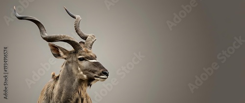 Majestic kudu antelope with spiral horns in profile against neutral background for wildlife photography and nature design projects.