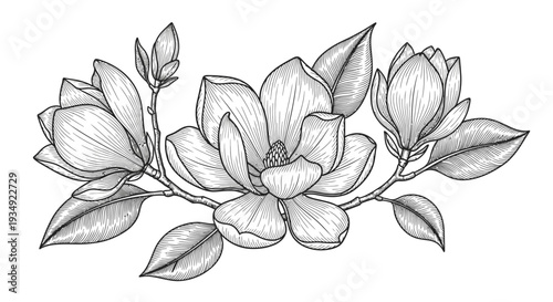Elegant magnolia flower illustration in detailed engraved style on white