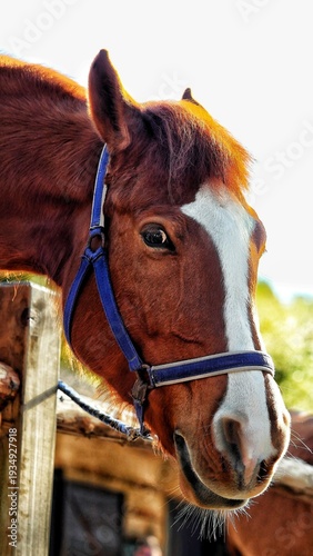The gentle big eyes of horses
