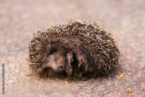 A small hedgehog pretending to be dead after being startled