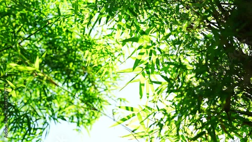 Dense Green Bamboo Canopy with Sunlight Filtering Through Leaves