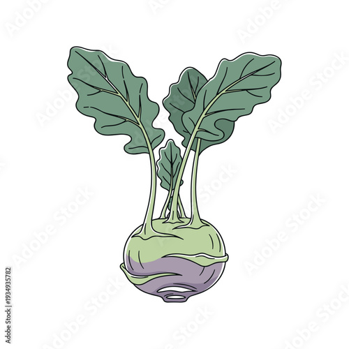 Kohlrabi with attached leaves in minimalistic vector illustration, cool neutral color palette for botanical vegetable design