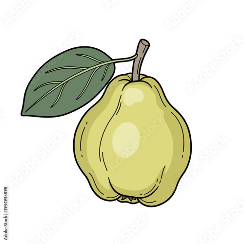 Quince fruit with a single leaf in minimalistic vector illustration, cool neutral color palette for botanical fruit design