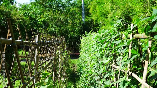 Vegetable Plants Growing on Traditional Bamboo Trellis in Backyard Garden