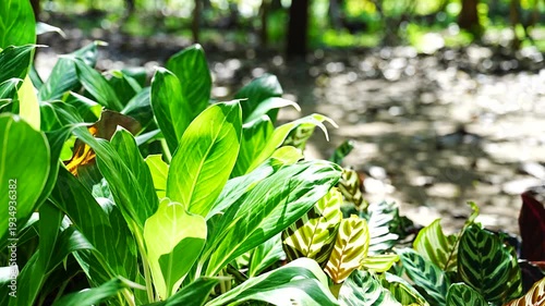 Close-up of Fresh Green Leaves with Glowing Sunlight and Natural Soft Blur