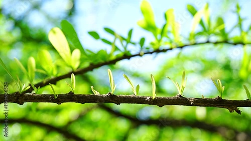 Beautiful Spring Growth: Young Green Sprout on Branch under Bright Sunlight