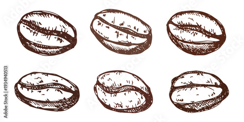 Set of hand drawn fresh roasted coffee bean Arabica robusta seed doodle Single element for design print packaging label decor