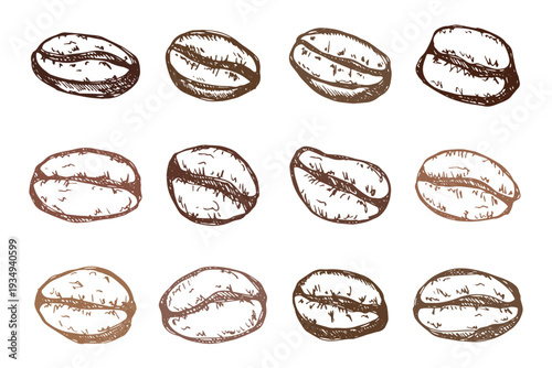 Set of hand drawn fresh roasted coffee bean Arabica robusta seed doodle Single element for design print packaging label decor
