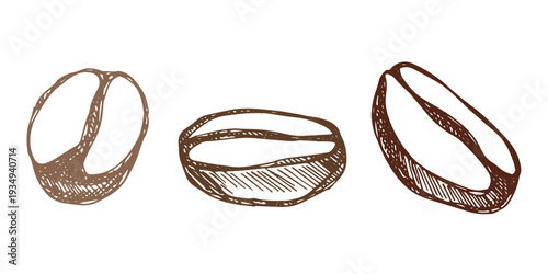 Set of hand drawn fresh roasted coffee bean Arabica robusta seed doodle Single element for design print packaging label decor