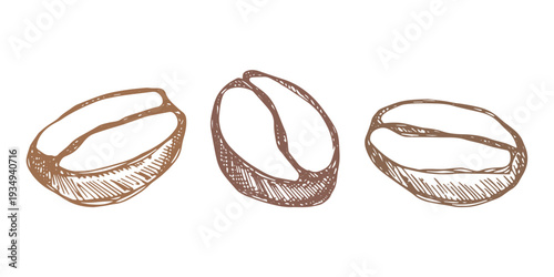 Set of hand drawn fresh roasted coffee bean Arabica robusta seed doodle Single element for design print packaging label decor
