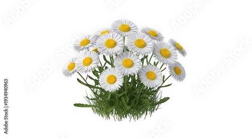 A bunch of white daisies with yellow centers on green grass isolated on white background