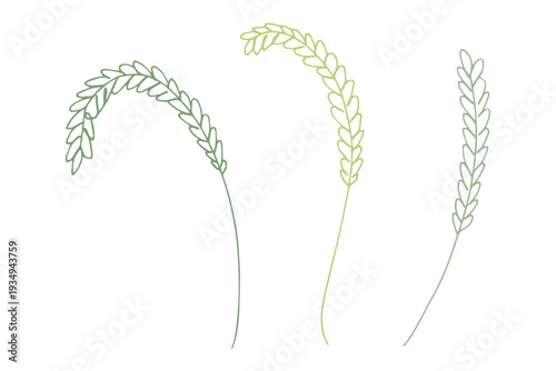 Set of hand drawn cereal wheat oat rye barley rice ears spikelet clipart Organic wheat bread agriculture farming harvest healthy food Single element for design print packaging label decor