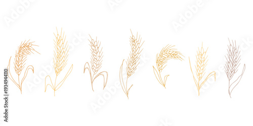 Set of hand drawn cereal wheat oat rye barley rice ears spikelet clipart Organic wheat bread agriculture farming harvest healthy food Single element for design print packaging label decor