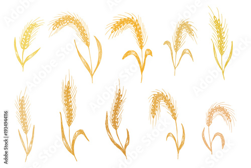 Set of hand drawn cereal wheat oat rye barley rice ears spikelet clipart Organic wheat bread agriculture farming harvest healthy food Single element for design print packaging label decor