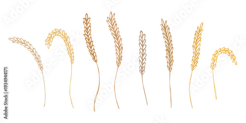Set of hand drawn cereal wheat oat rye barley rice ears spikelet clipart Organic wheat bread agriculture farming harvest healthy food Single element for design print packaging label decor
