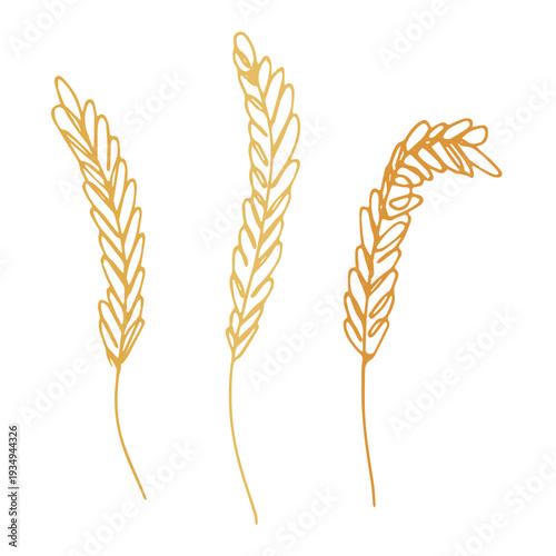 Set of hand drawn cereal wheat oat rye barley rice ears spikelet clipart Organic wheat bread agriculture farming harvest healthy food Single element for design print packaging label decor